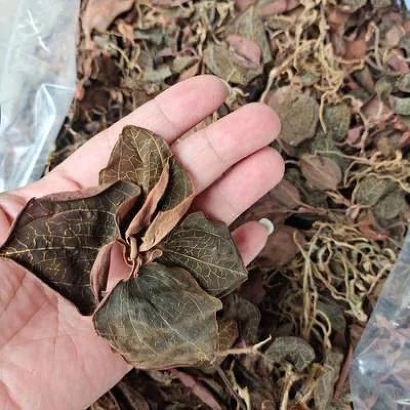 金线莲种植基地直供