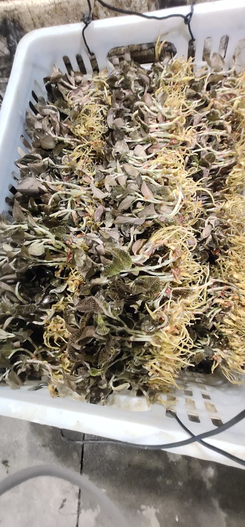金线莲种植基地直供