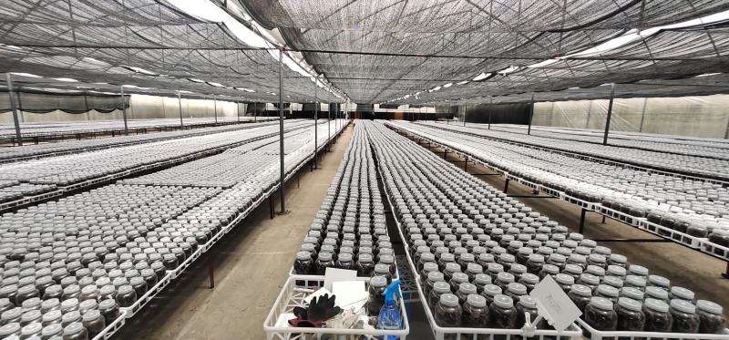 金线莲种植基地直供