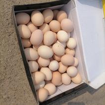 蒙山农家散养草鸡蛋