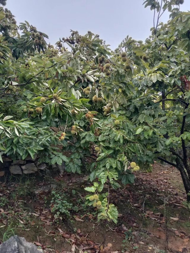 板栗苗（5年苗新品种苗）50棵起