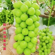 阳光玫瑰葡萄苗新品种嫁接葡萄树苗保成活（可签合同）