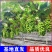 阳光玫瑰葡萄苗新品种嫁接葡萄树苗保成活（可签合同）