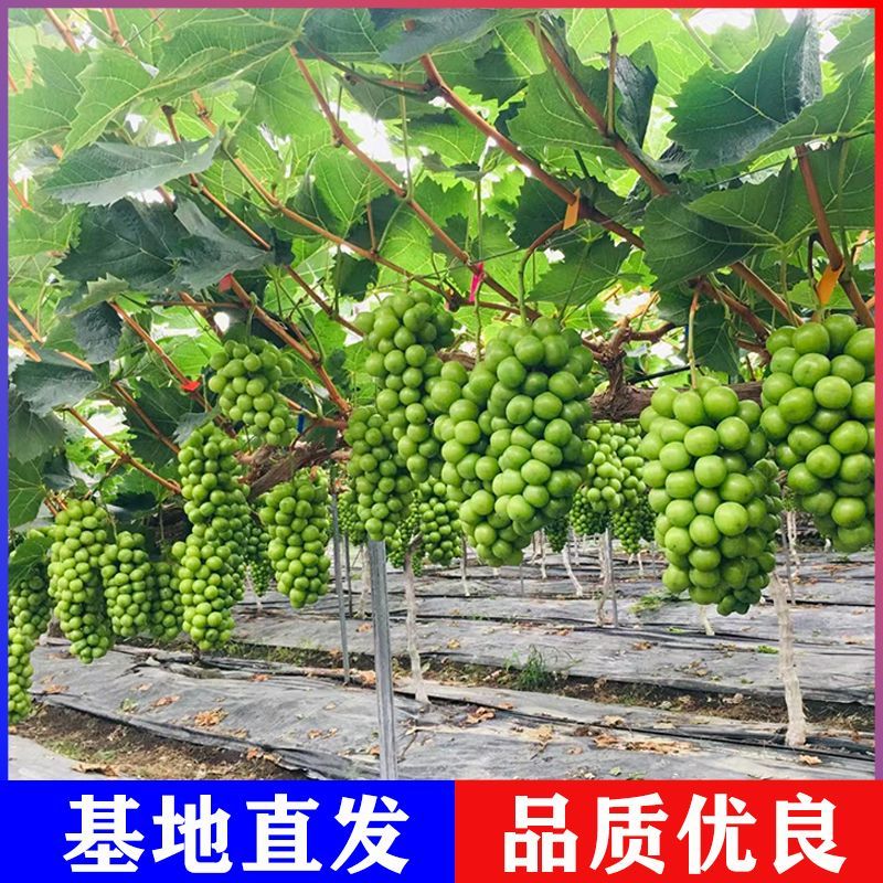 阳光玫瑰葡萄苗新品种嫁接葡萄树苗保成活（可签合同）