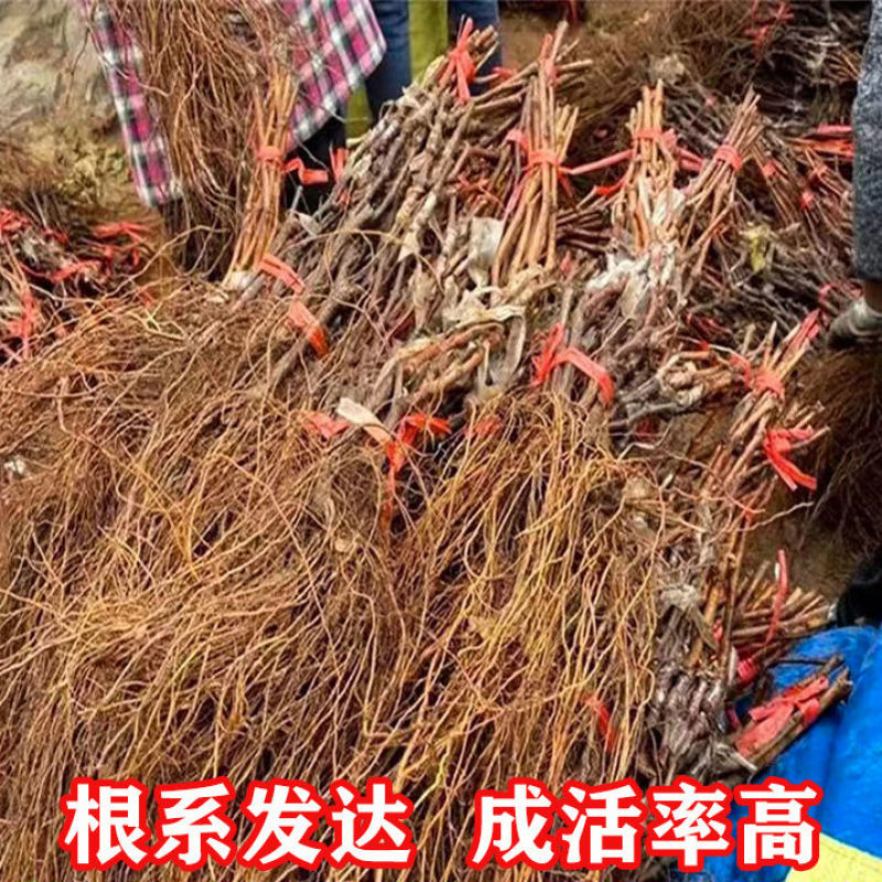 阳光玫瑰葡萄苗新品种嫁接葡萄树苗保成活（可签合同）