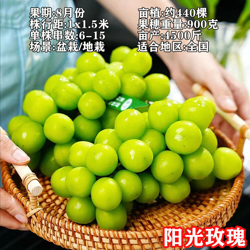 阳光玫瑰葡萄苗新品种嫁接葡萄树苗保成活（可签合同）