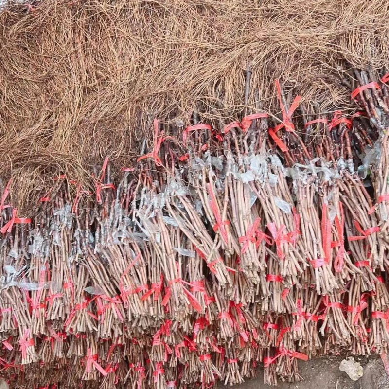 阳光玫瑰葡萄苗新品种嫁接葡萄树苗保成活（可签合同）