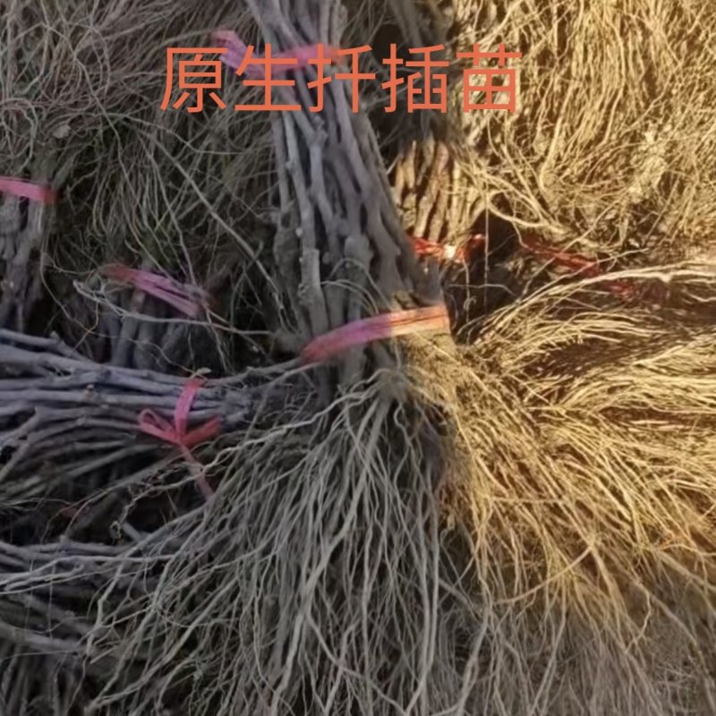 阳光玫瑰葡萄苗新品种嫁接葡萄树苗保成活（可签合同）