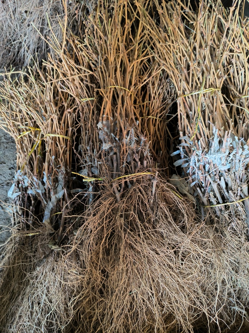 阳光玫瑰葡萄苗新品种嫁接葡萄树苗保成活（可签合同）
