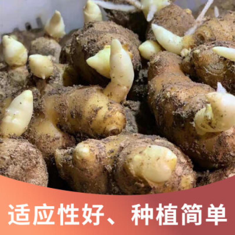 抗病毒/教种植/易管理亩产万斤