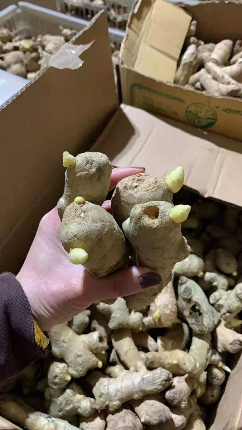 抗病毒/教种植/易管理亩产万斤