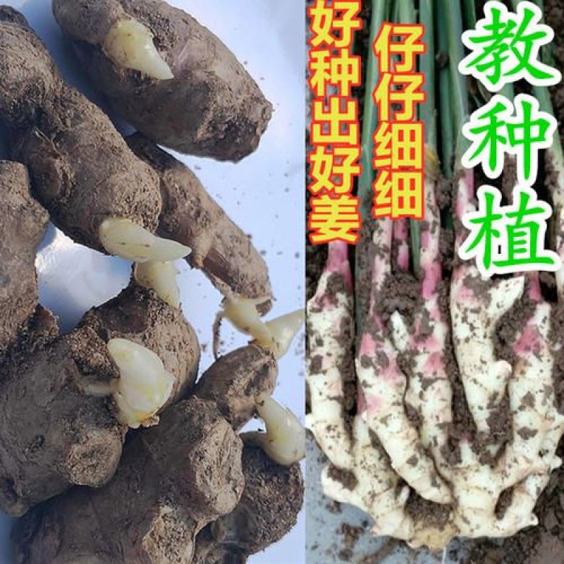 抗病毒/教种植/易管理亩产万斤