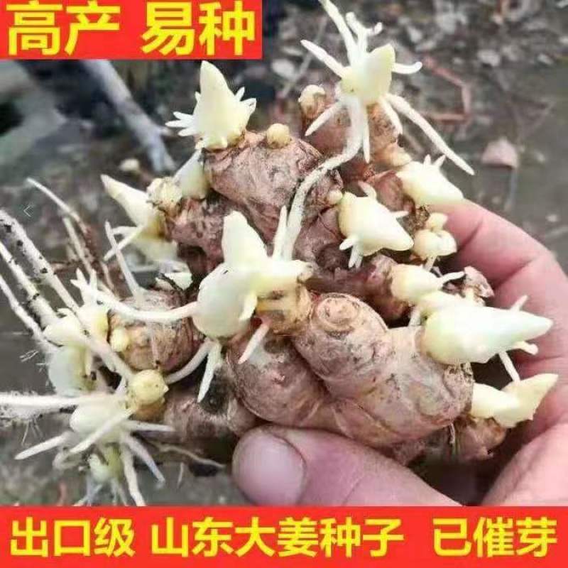 抗病毒/教种植/易管理亩产万斤