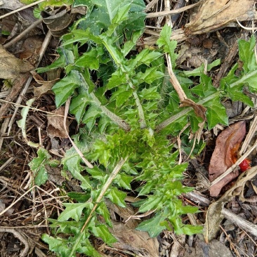 大蓟又名：大刺儿菜、大刺盖、老虎脷