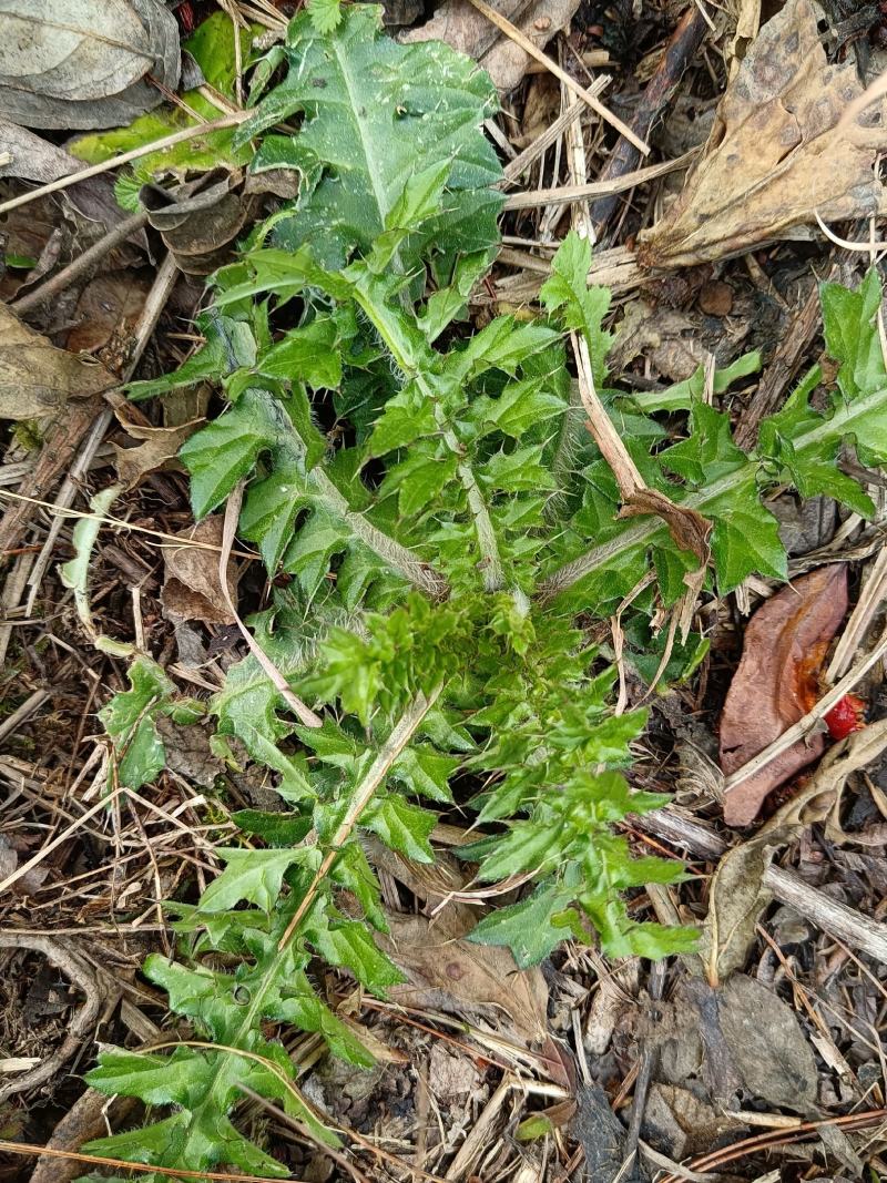 大蓟又名：大刺儿菜、大刺盖、老虎脷