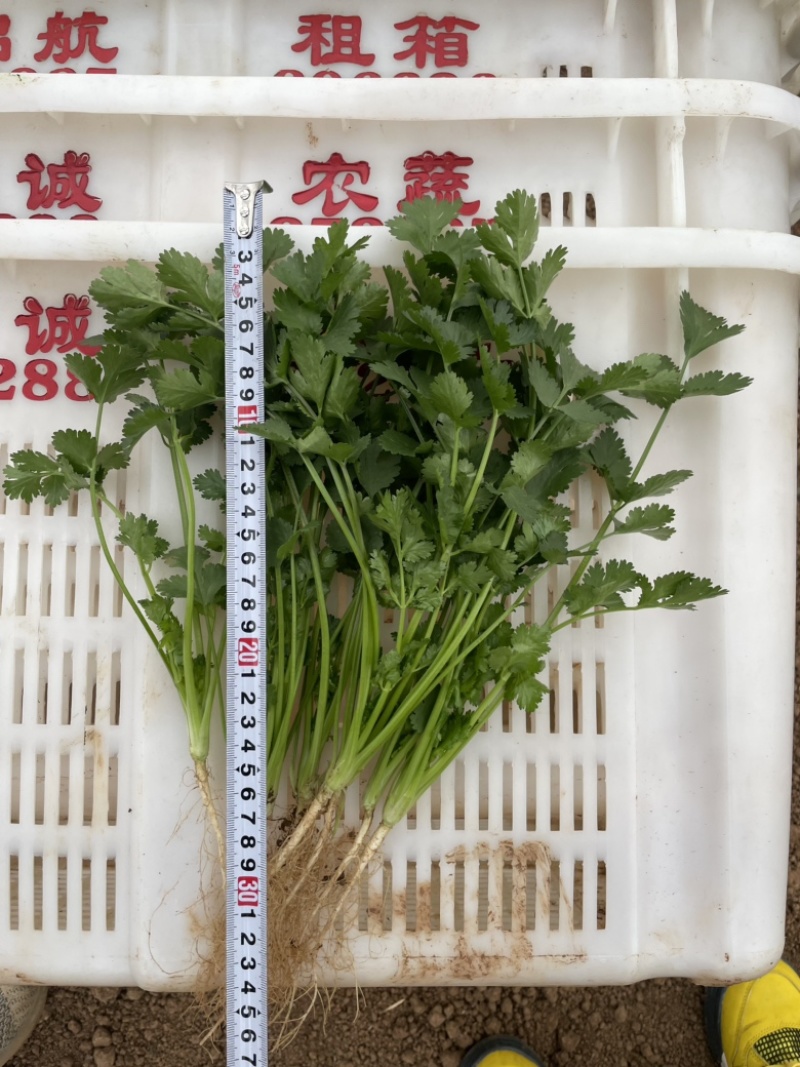云南干香菜，全国可发
