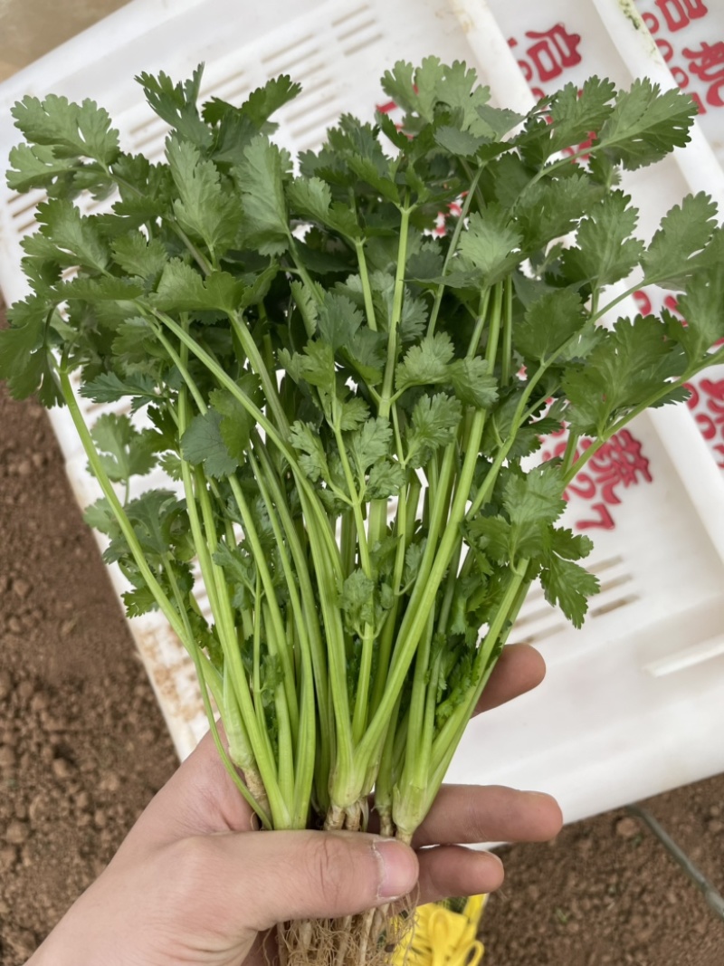 云南干香菜，全国可发