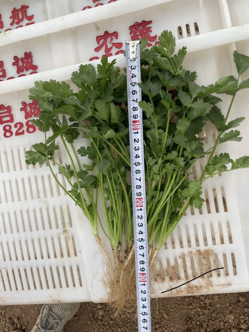云南干香菜，全国可发