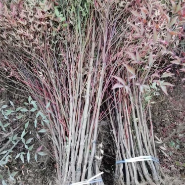 南天竹质量保证产地供应诚信经营欢迎咨询