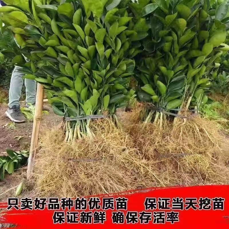 （新品种）柑橘苗春见耙耙柑无核沃柑阿斯蜜明日见桔子苗
