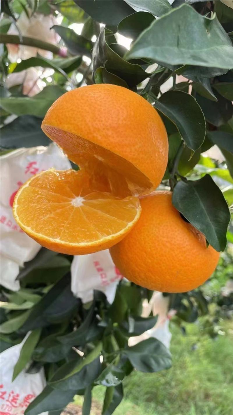 （新品种）柑橘苗春见耙耙柑无核沃柑阿斯蜜明日见桔子苗