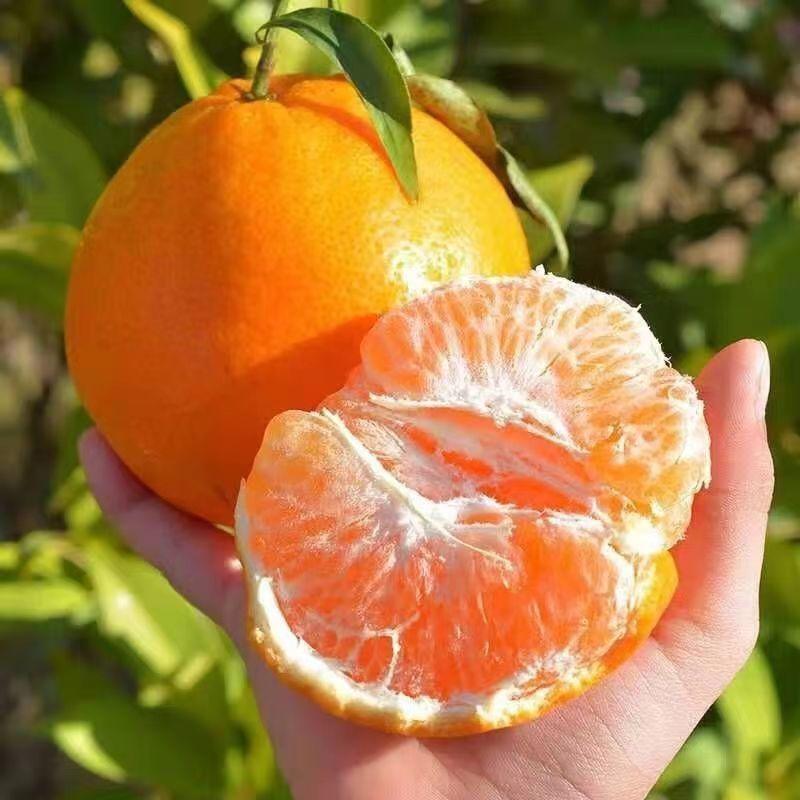 （新品种）柑橘苗春见耙耙柑无核沃柑阿斯蜜明日见桔子苗