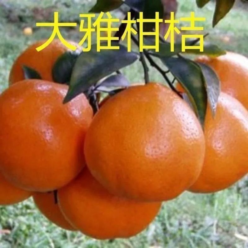 （新品种）柑橘苗春见耙耙柑无核沃柑阿斯蜜明日见桔子苗