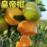 （新品种）柑橘苗春见耙耙柑无核沃柑阿斯蜜明日见桔子苗