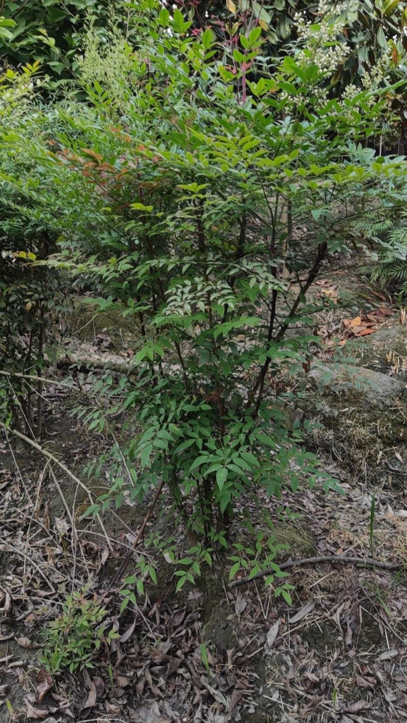 南天竹质量保证产地供应诚信经营欢迎咨询