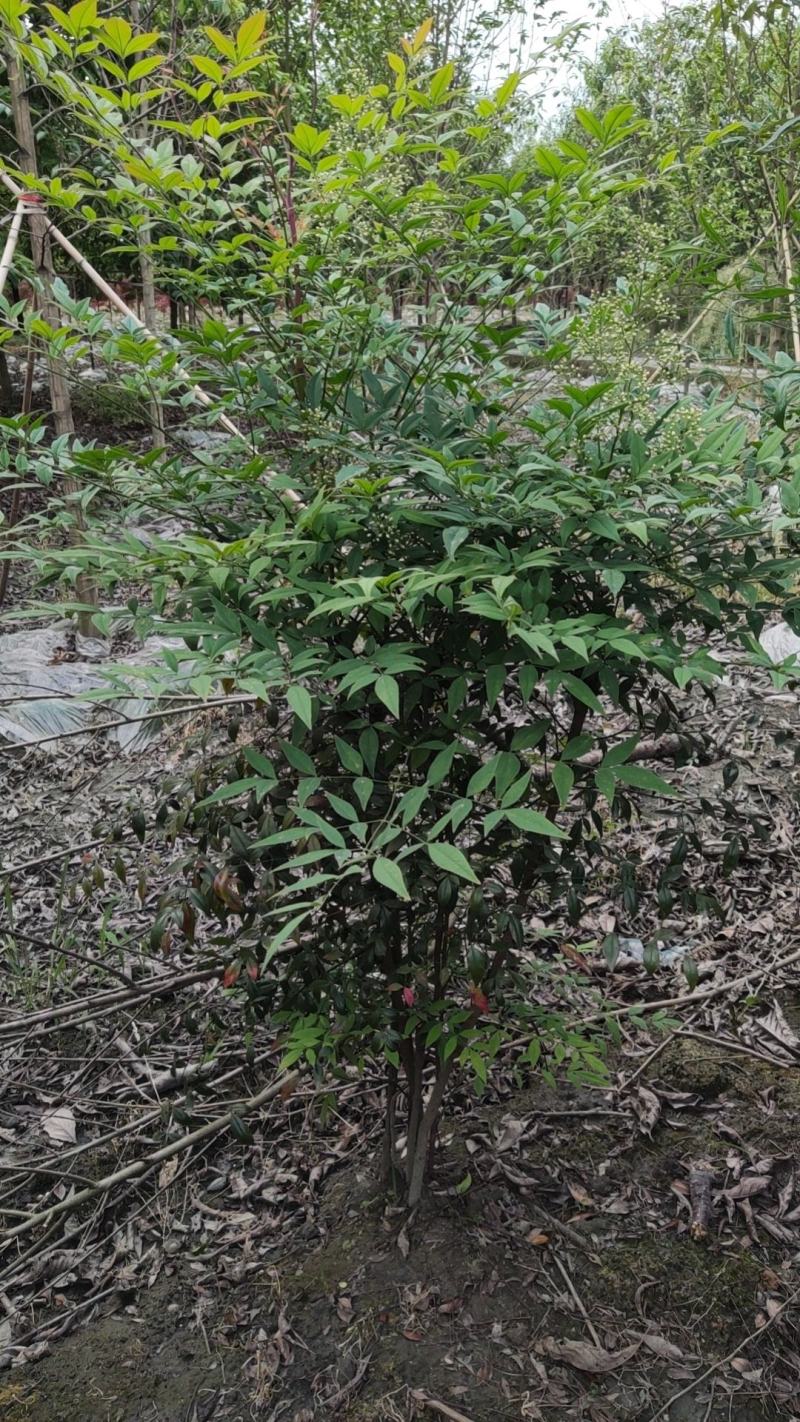 南天竹质量保证产地供应诚信经营欢迎咨询