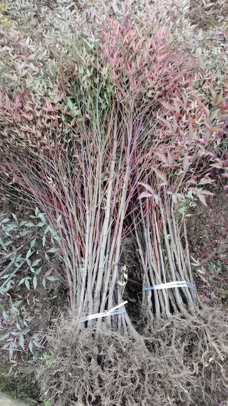 南天竹质量保证产地供应诚信经营欢迎咨询