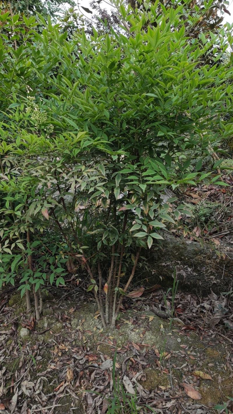 南天竹质量保证产地供应诚信经营欢迎咨询