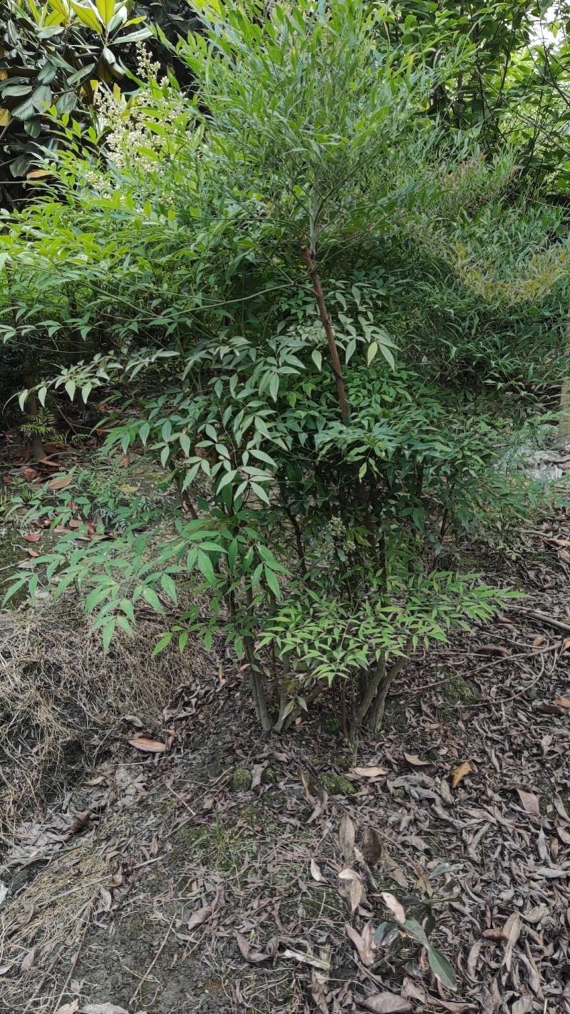 南天竹质量保证产地供应诚信经营欢迎咨询
