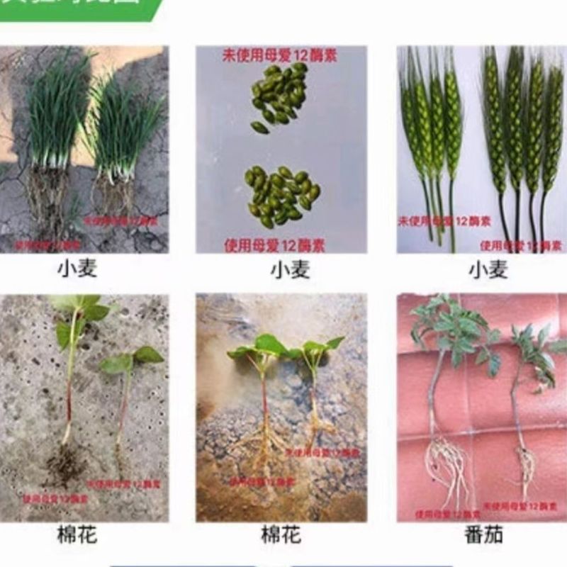 母爱99%十二酶素蘸根拌种抗病解害叶面肥多酶素
