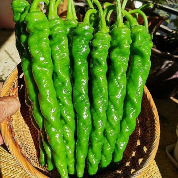 鲜辣椒