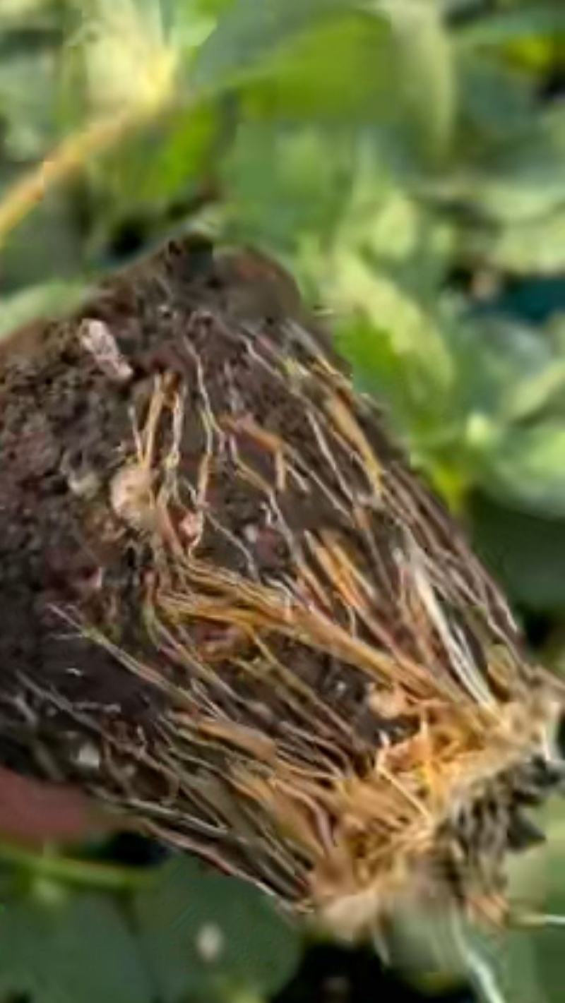 基质草莓苗，妙7章姬红颜小白兔草莓苗，甜查理大明星草莓苗
