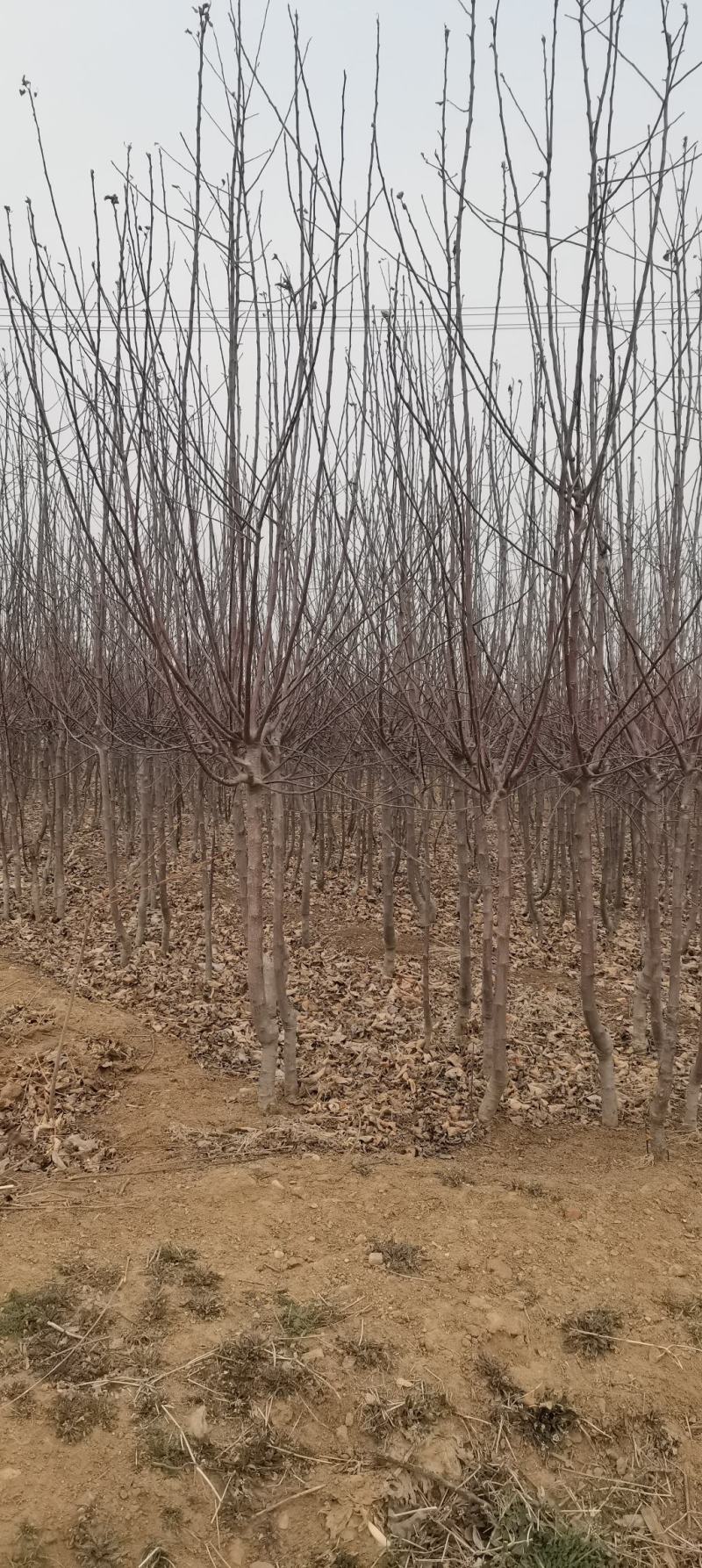 苹果苗，各种果树苗