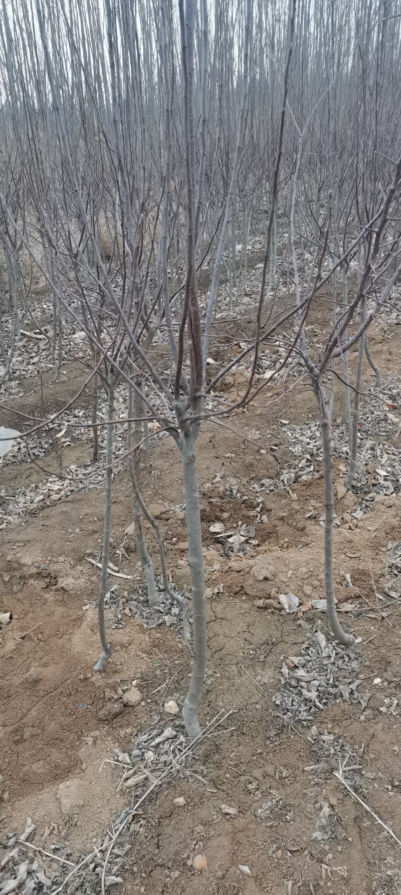 苹果苗，各种果树苗