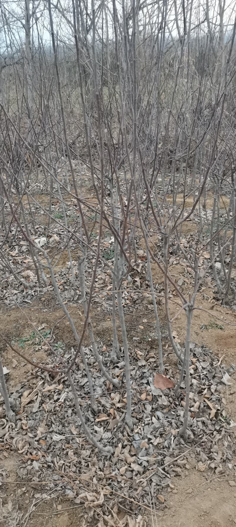苹果苗，各种果树苗