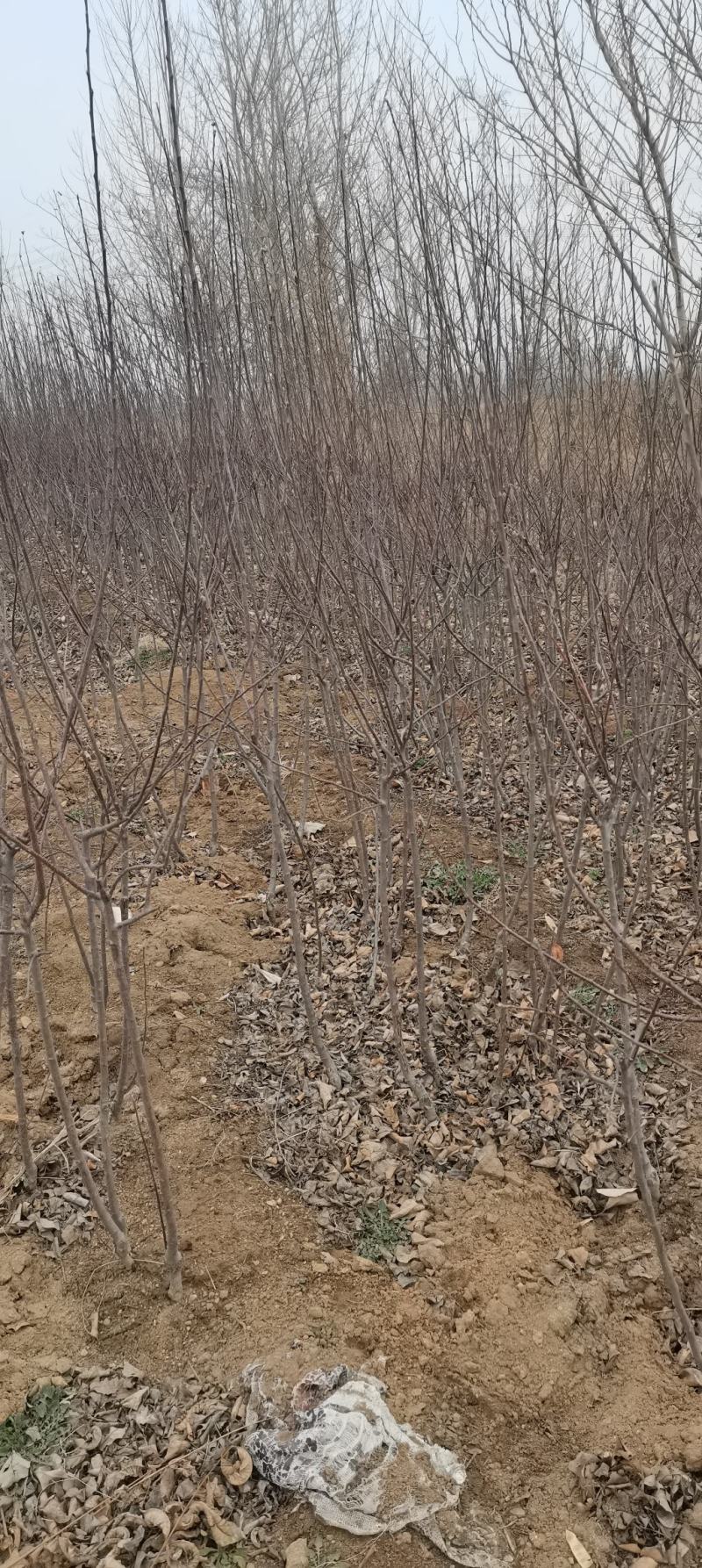 苹果苗，各种果树苗