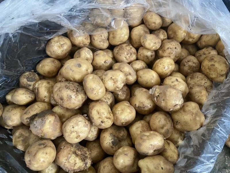 恩施富硒小土豆/对接电商/各大市场/产地直供/量大价优