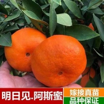 （新品种）柑橘苗春见耙耙柑无核沃柑阿斯蜜明日见桔子苗