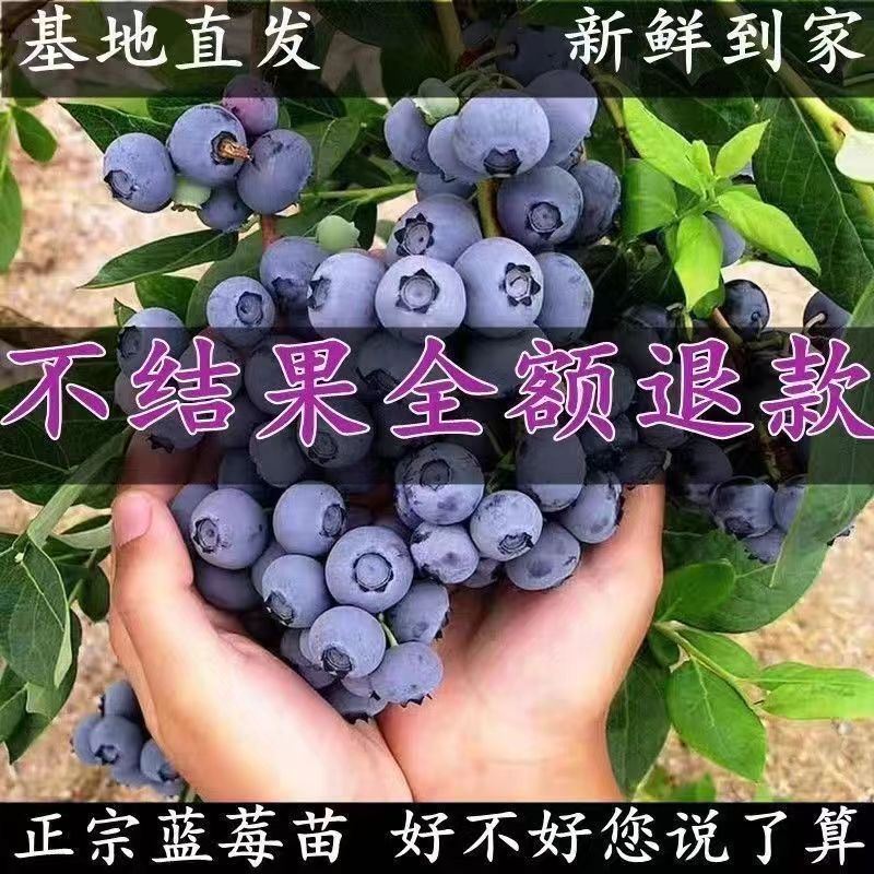 蓝莓苗脱毒薄雾精品优质蓝莓现挖原土发货