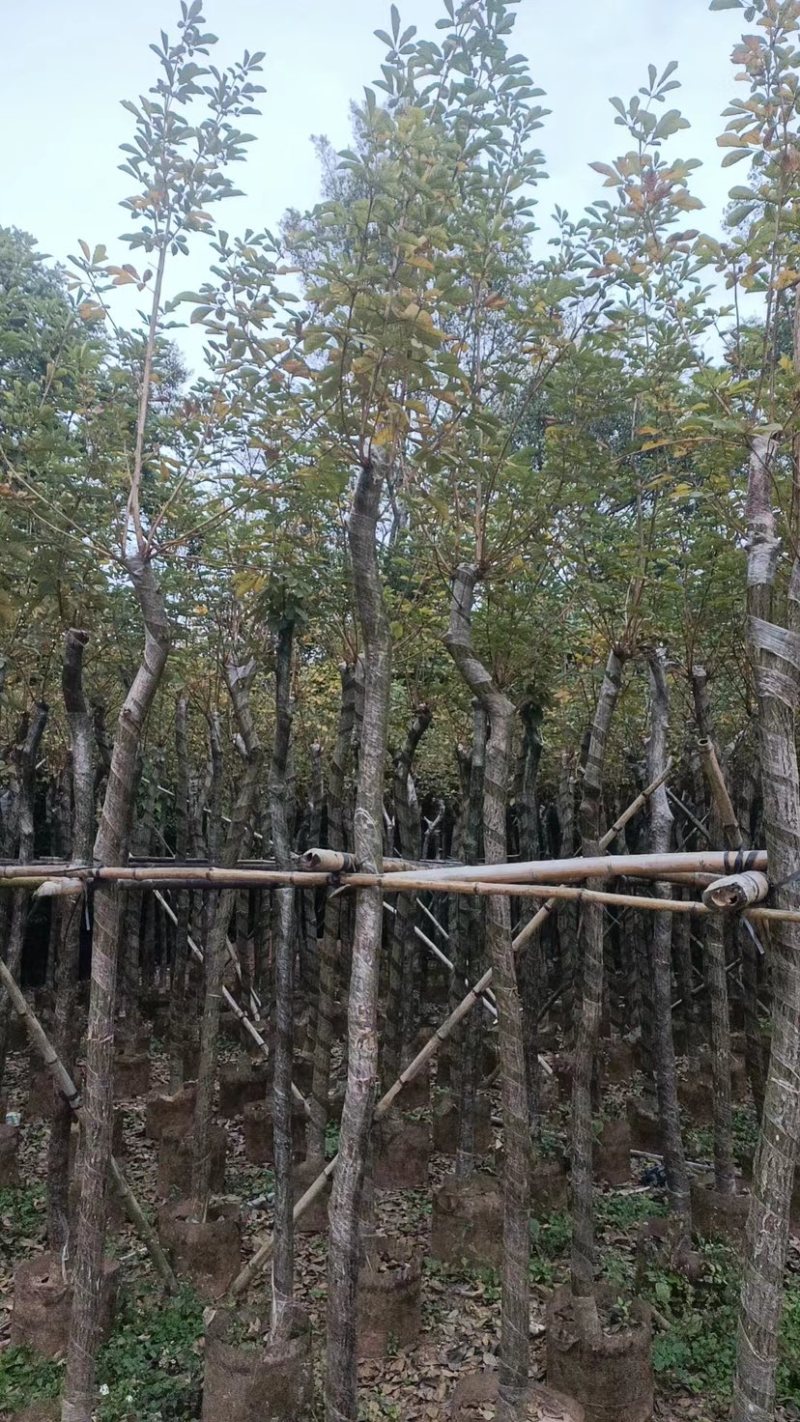 黄花风铃木