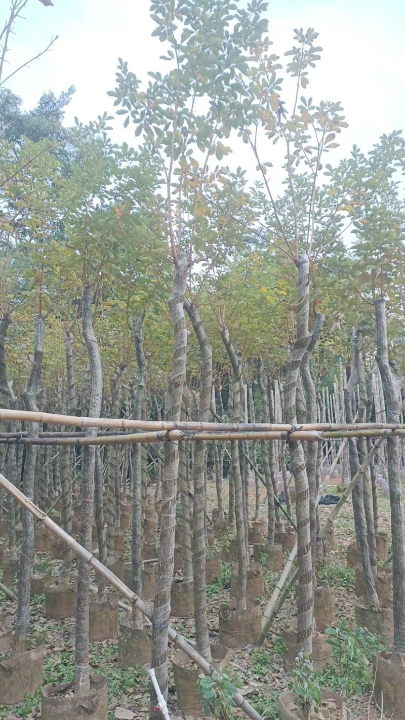 黄花风铃木
