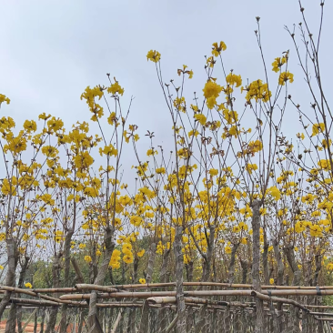 黄花风铃木
