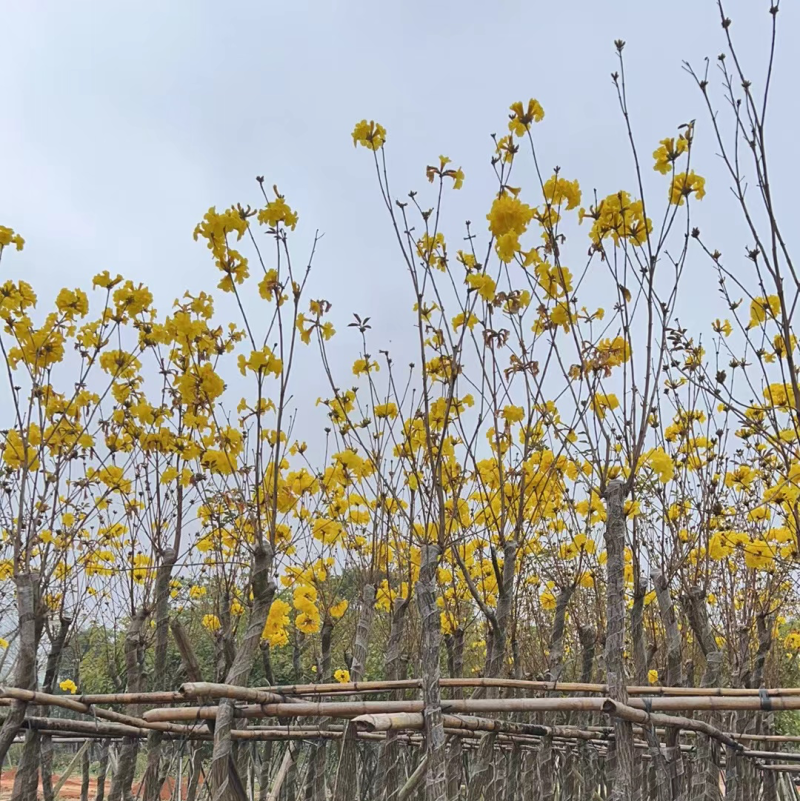 黄花风铃木