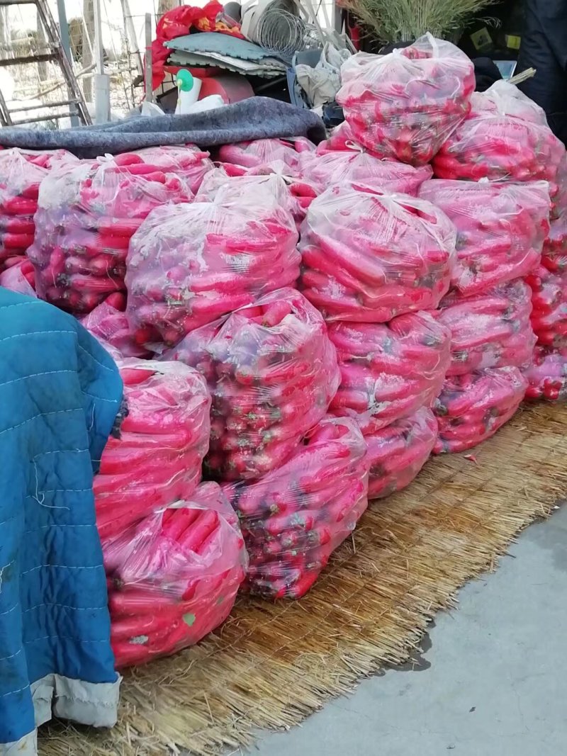 红皮水萝卜质优价廉