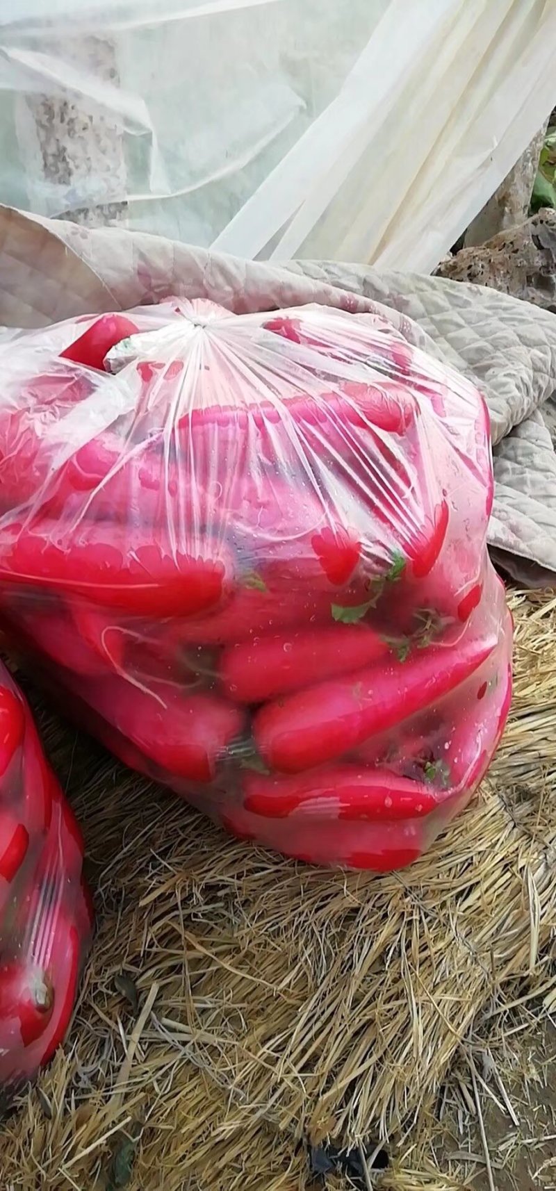 红皮水萝卜质优价廉