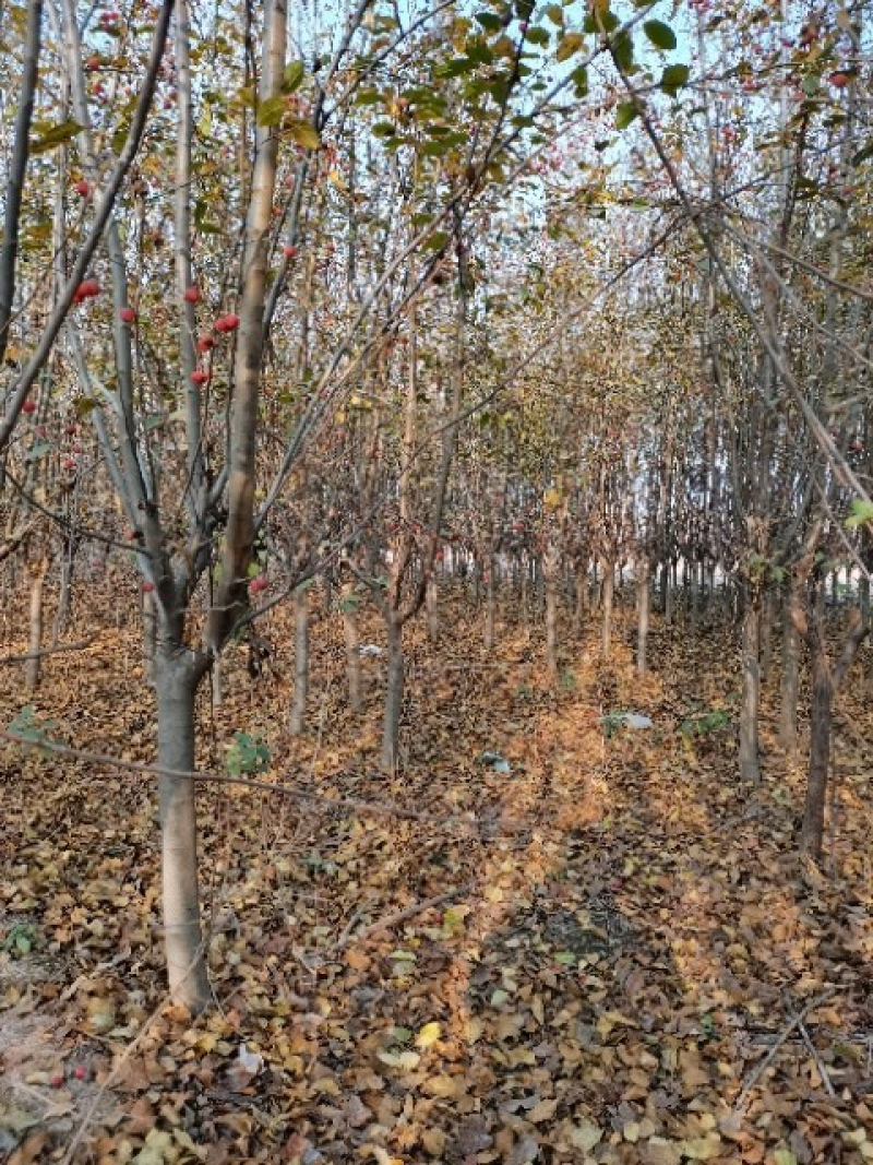 绚丽海棠，北美海棠系列，西府海棠2~4cm